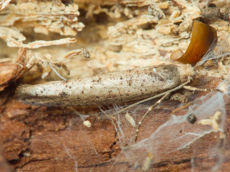 Ypsolopha ustella (Clerck, 1759)